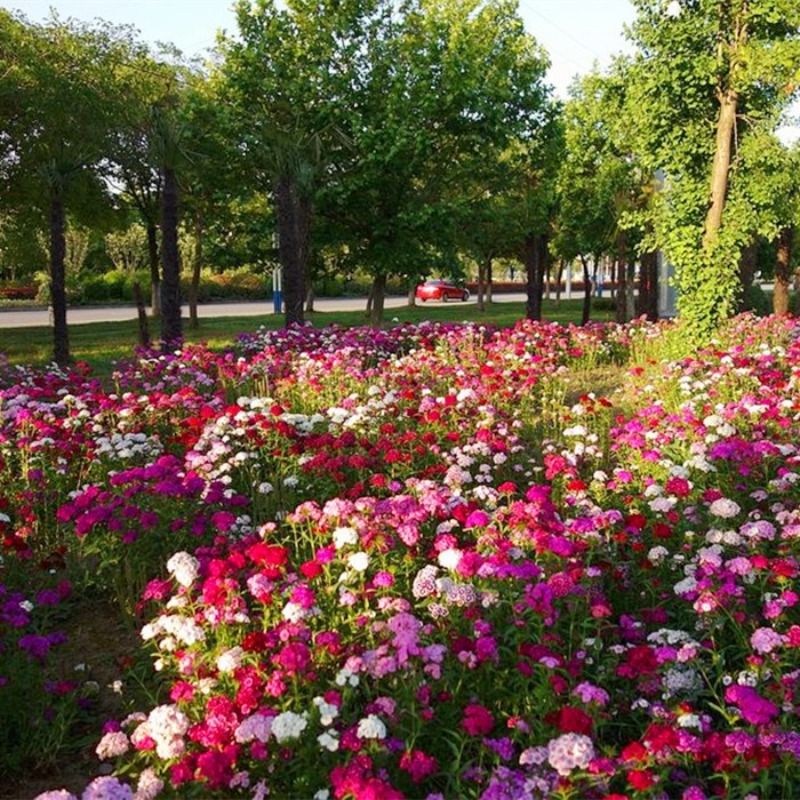 欧石竹花种籽子五彩常夏美国石竹花四季播种盆栽矮花种子花籽重瓣-图2