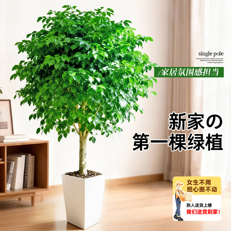 幸福树客厅盆栽大老桩平安树室内落地四季常青真绿植冬天送礼鲜花,淘宝优惠券,粉丝福利购,淘宝优惠卷