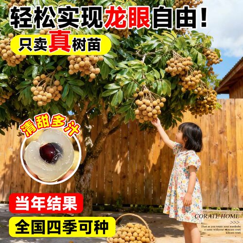 精品龙眼树苗嫁接果树苗储良石硖桂圆带特大号带土球南方庭院种植 - 图1