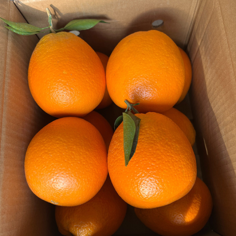 重庆奉节脐橙纽荷尔橙子当季新鲜时令水果甜橙手剥橙