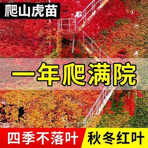 爬山虎树苗爬墙虎爬藤绿植物四季常青不落叶庭院藤蔓种子阳台耐寒 - 图1