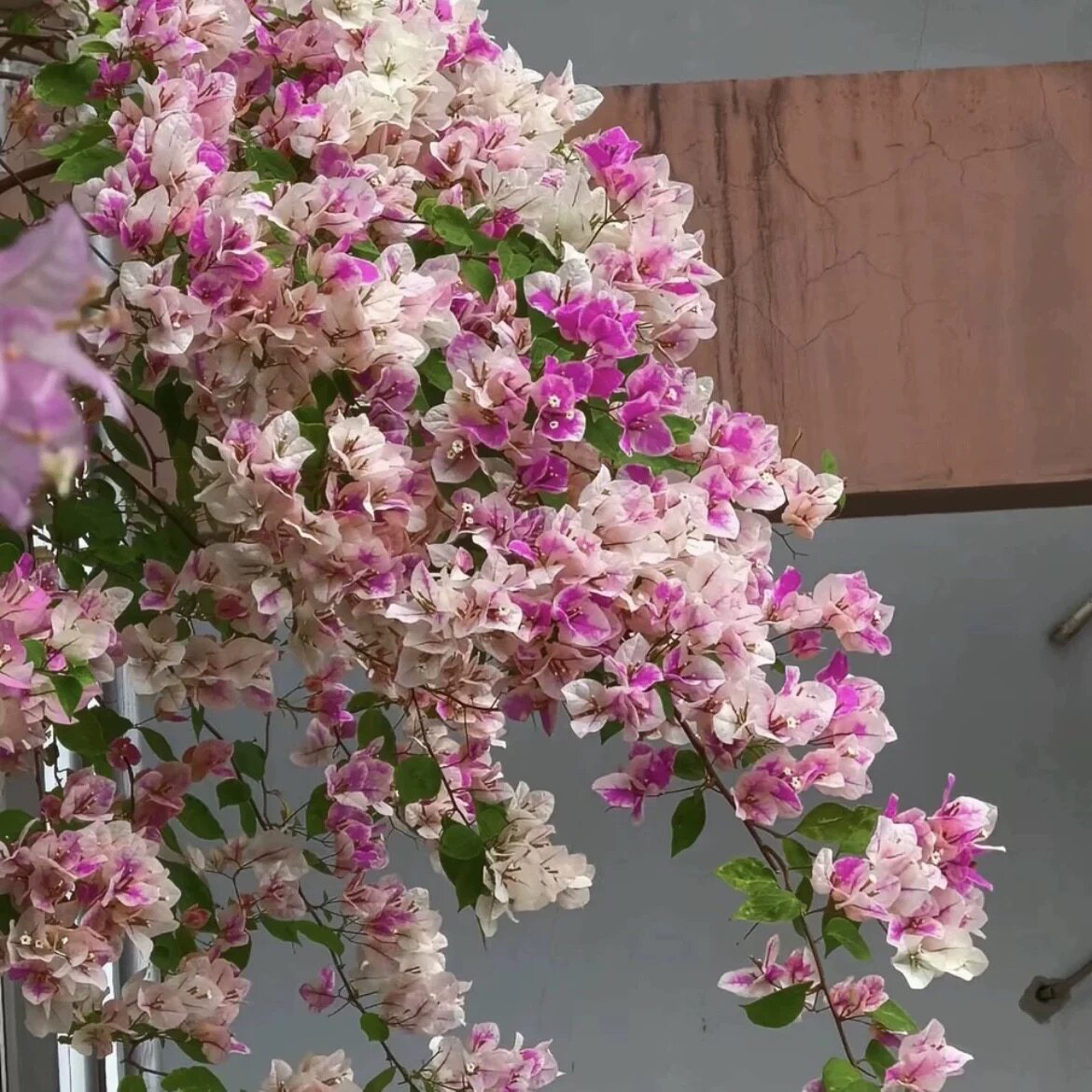重瓣三角梅盆栽带花老桩大苗室内外爬藤植物红梅花卉四季多季开花