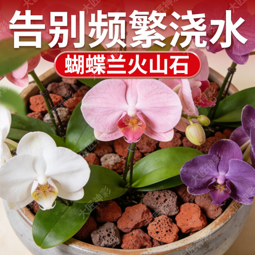 兰花专用火山石养花盆栽铺面鱼缸造景底部砂颗粒石头蝴蝶兰多肉 - 图1