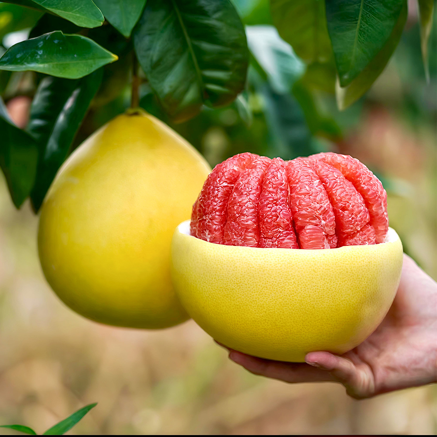 ���� ƽ�� �������� �������� 1.5-2��/�� ����ֱ�� ����ˮ�� 8.67Ԫ