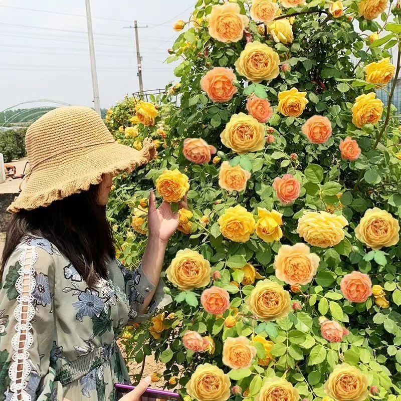 爬藤蔷薇月季老桩花苗大花浓香庭院阳台植物花卉玫瑰花苗四季开花,淘宝优惠券,粉丝福利购,淘宝优惠卷