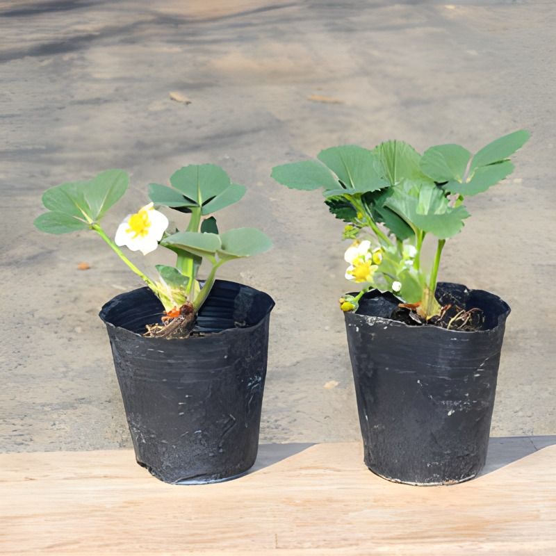 奶油草莓秧苗盆栽四季奶莓大果阳台种植南北方当年结果可食用带花 - 图2