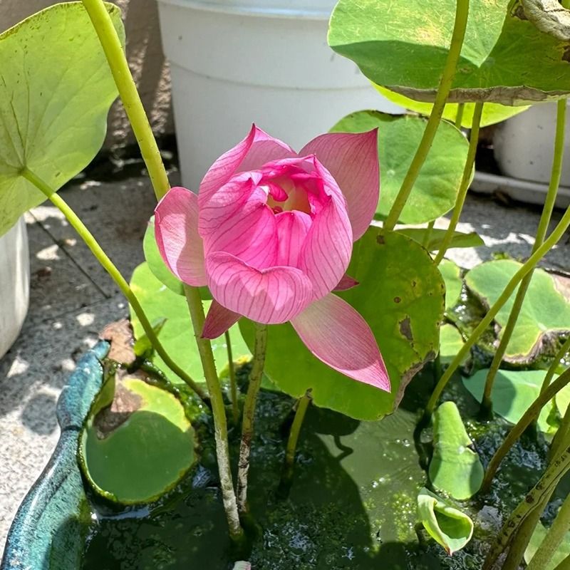 碗莲种藕水培绿植物室内花卉睡莲花种籽子荷花根苗盆栽重瓣基地 - 图2