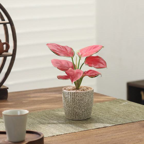 Ruyi Geely Red Potted Plants Indoor | Thousands of people purchased more