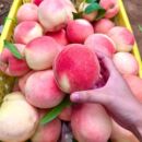 新鲜水蜜桃带箱5斤！！