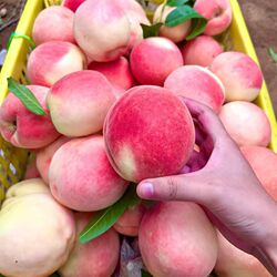 应季新鲜水蜜桃带箱5斤