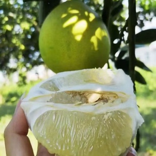 正宗湖南雪峰冰糖柚子5斤带箱