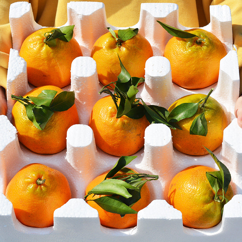 正宗四川春见耙耙柑爆甜粑粑柑新鲜孕妇水果当季整箱柑橘子蜜桔子,淘宝优惠券,粉丝福利购,淘宝优惠卷