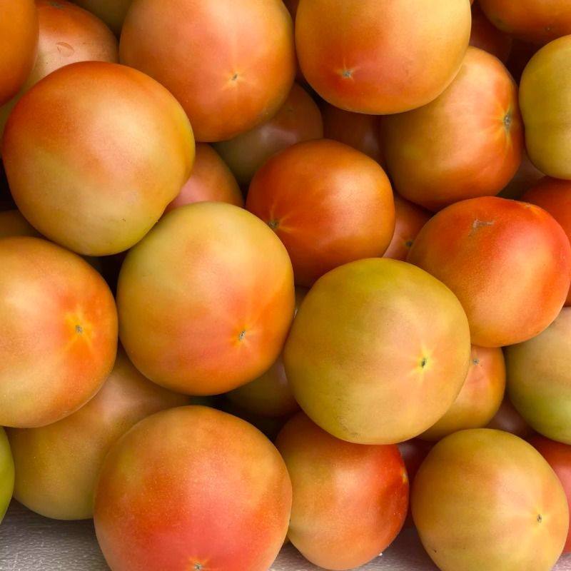 【顺丰包邮】正宗自然熟沙瓤西红柿新鲜生吃水果番茄当季新鲜蔬菜,淘宝优惠券,粉丝福利购,淘宝优惠卷