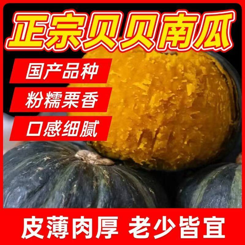 正宗真贝贝南瓜板栗味小南瓜孕妇辅食婴儿辅食小窝瓜新鲜南瓜包邮