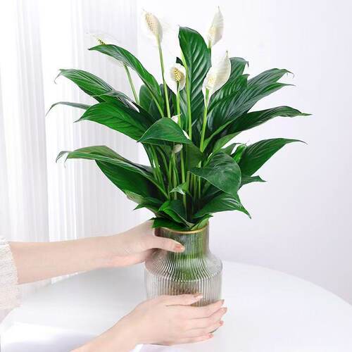 白掌一帆风顺盆栽办公室内花卉绿植客厅招财旺宅水培植物四季好养 - 图0