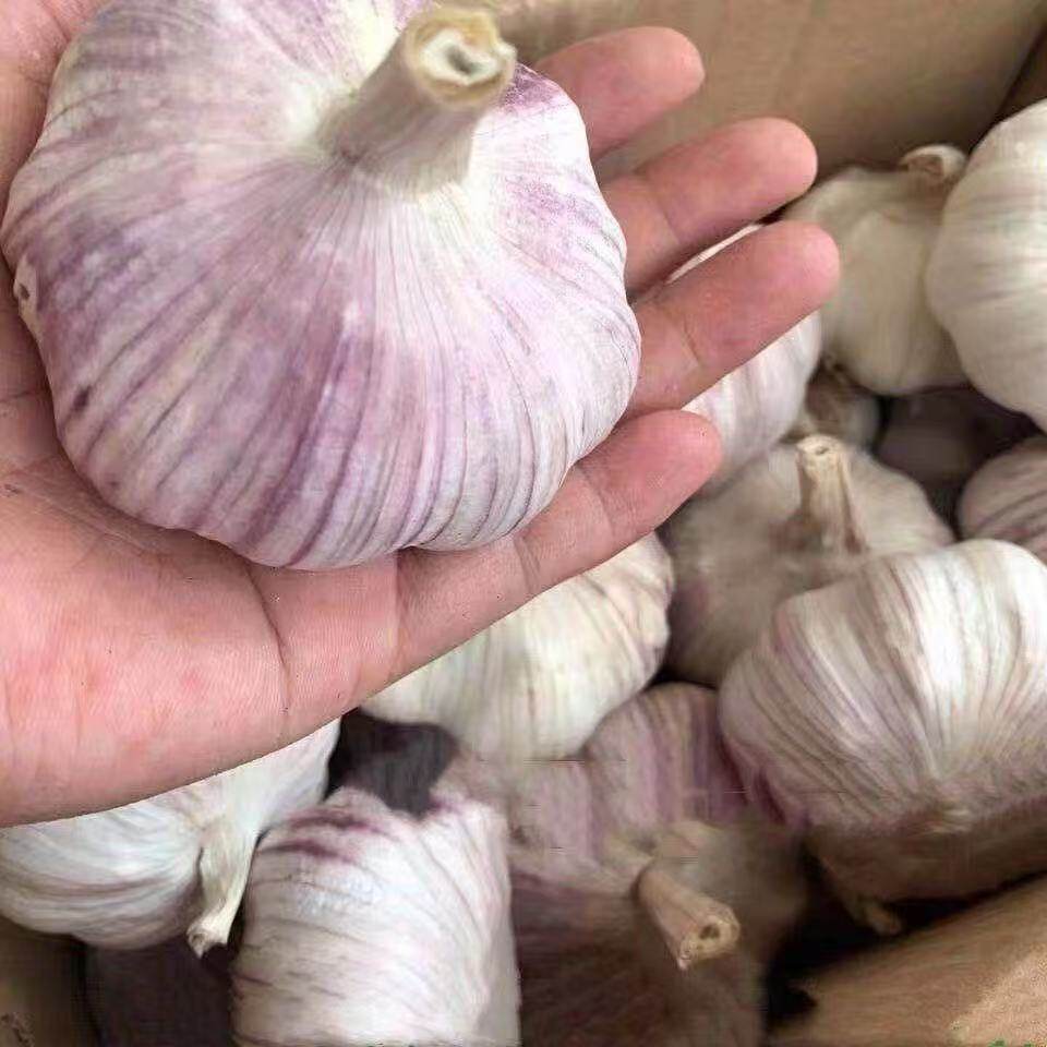 【芭芭农场兑换】紫皮大蒜2斤装单果4.5CM+,淘宝优惠券,粉丝福利购,淘宝优惠卷