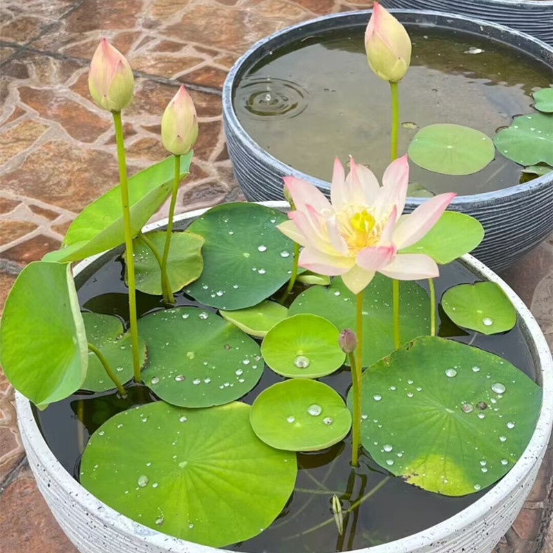 鱼缸水草种子水培真草养鱼浮萍睡莲碗莲种籽装饰造景植物净水种植 - 图2