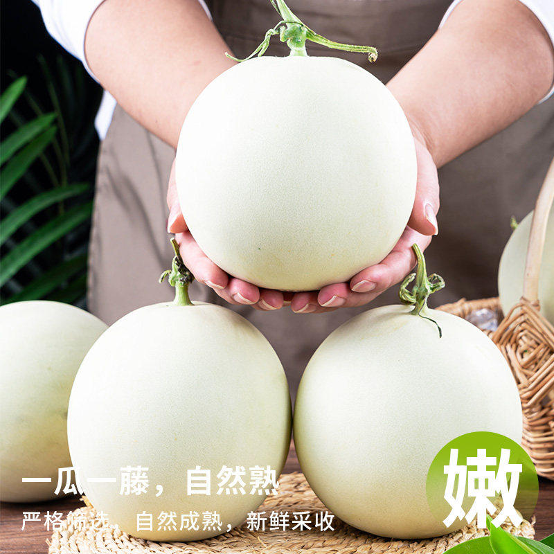 正宗山东玉菇甜瓜4.5斤