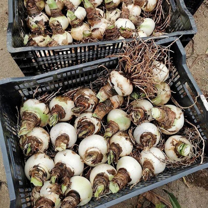 荷兰进口重瓣朱顶红种球室内外盆栽花卉易活特大花期黑天鹅开花