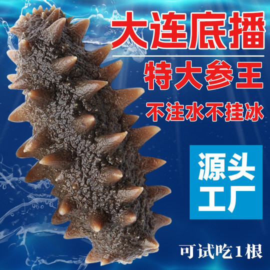大连海参即食底播野生新鲜活辽参刺参非干货500g真空独立包装礼盒