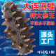 大连海参即食底播野生新鲜活辽参刺参非干货500g真空独立包装礼盒