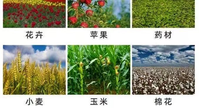 磷酸二氢钾花肥叶面肥花卉植物保果促花水溶肥家用农用营养生长 - 图2