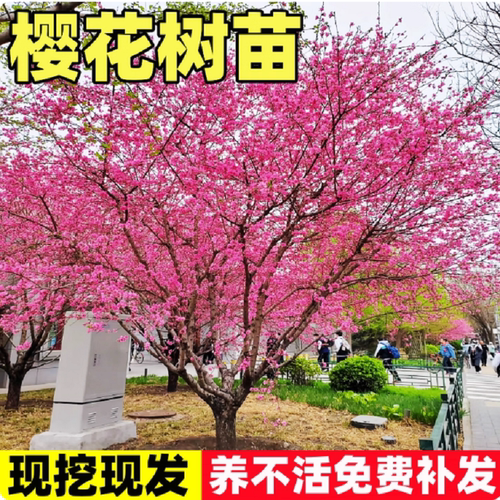 樱花树苗庭院大树日本晚樱种植花卉盆栽风景树吉野八重樱开花带花 - 图0