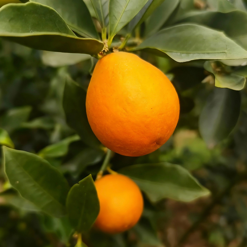 【精品果】正宗脆蜜金柑第三代纯甜融安金桔现摘现发新鲜水果顺丰 - 图1