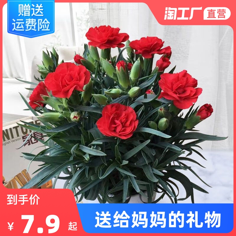 康乃馨盆栽花苗带花苞室内阳台绿植物好养活四季开花杜鹃花卉树苗