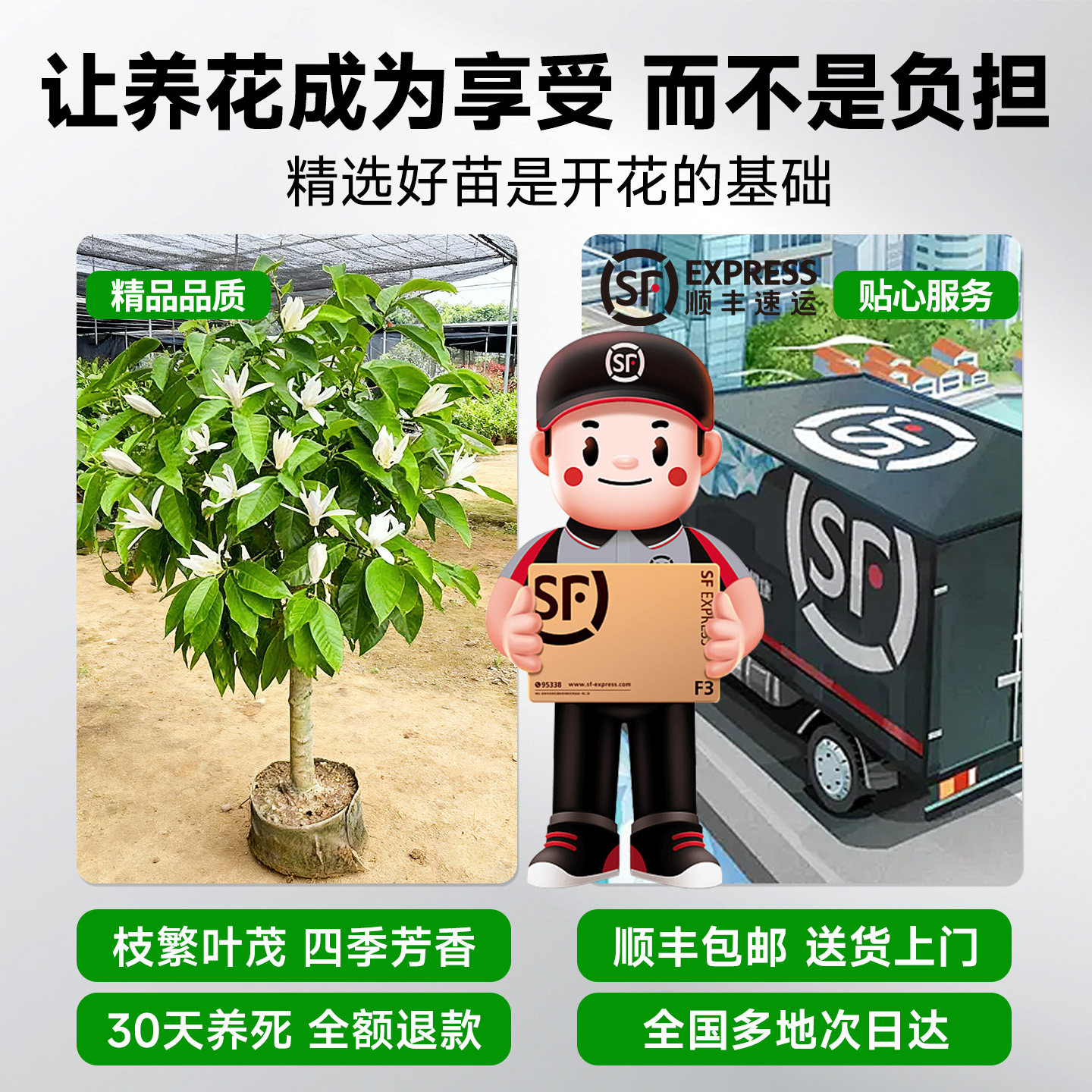 白玉兰树苗盆栽带花苞矮化紫玉兰老桩绿植室内花卉客厅庭院开花,淘宝优惠券,粉丝福利购,淘宝优惠卷