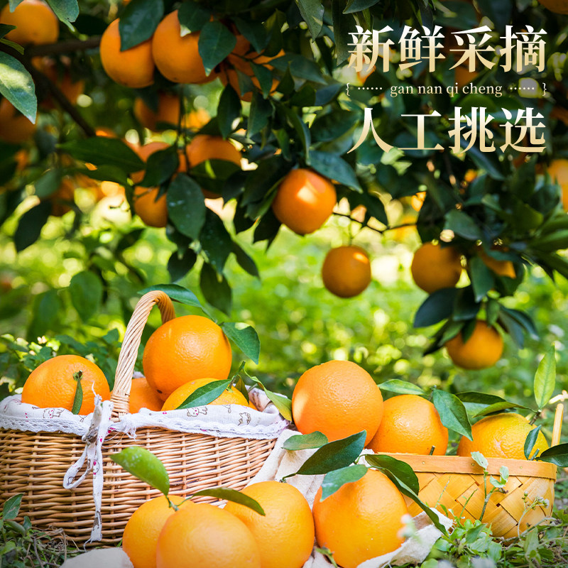 江西赣南脐橙10斤大果当季赣州新鲜水果橙子整箱批发送礼年货节,淘宝优惠券,粉丝福利购,淘宝优惠卷