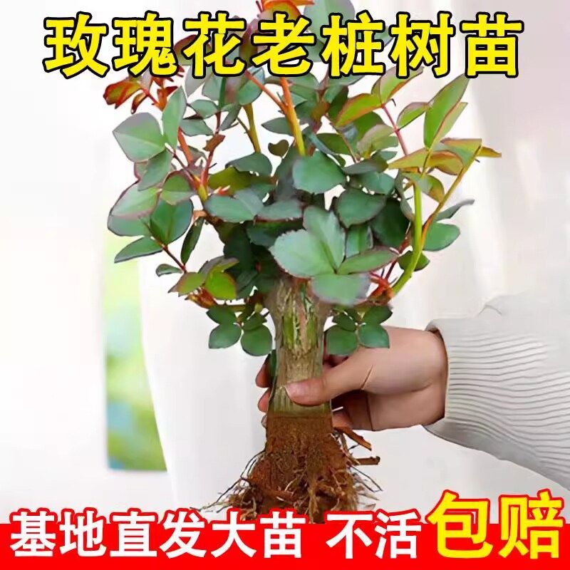 玫瑰花苗老桩绿植物盆栽月季老根阳台特大花卉四季红玫瑰开花庭院,淘宝优惠券,粉丝福利购,淘宝优惠卷