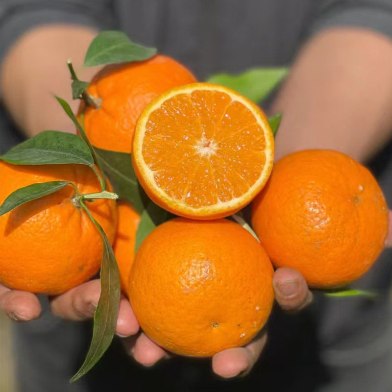 正宗云南沃柑水果新鲜应季当季橘子桔子整箱包邮蜜桔蜜橘现摘生鲜