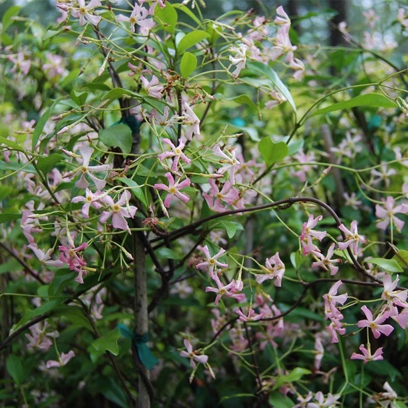 风车茉莉盆栽大苗络石藤垂丝爬藤花卉耐寒阳台绿植物四季开花庭院 - 图1