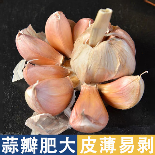 今年新干蒜5斤大蒜头农家大蒜当季新鲜蔬菜包邮自提紫皮回购净重 - 图1