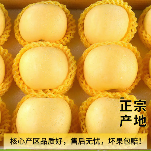 烟台苹果黄金奶油富士新鲜水果脆甜多汁现货平果当季鲜果整箱包邮 - 图2