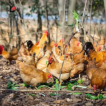 叠金币57元！大别山散养老母鸡1200g*2只[35元优惠券]-寻折猪