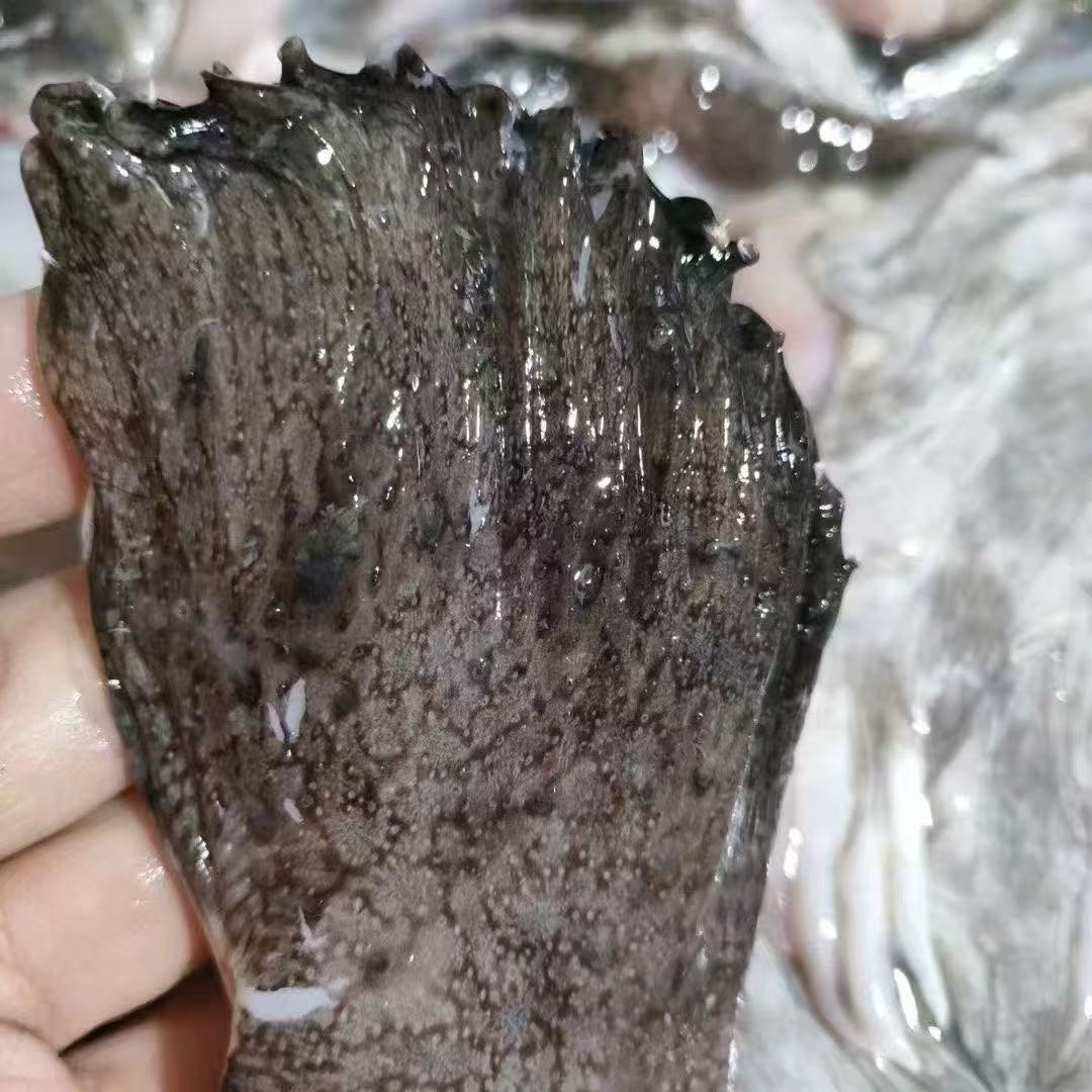 新鲜海鲜冷冻安康鱼翅鱼鳍生鲜批发750g海鱼安康鱼水产食材冰鲜 - 图1