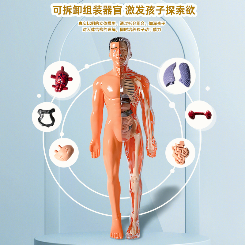 人体结构模型器官骨骼拼装生物医学解剖身体内脏骨架儿童玩具肌肉