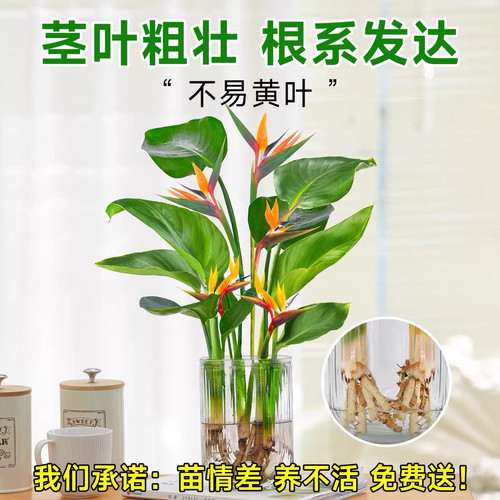 水培天堂鸟盆栽桌面四季常青植物室内水养耐阴客厅驱蚊开花摆放 - 图3