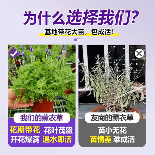 薰衣草盆栽室内驱蚊植物羽叶普罗旺斯花苗四季开花卉室外花期耐寒 - 图1