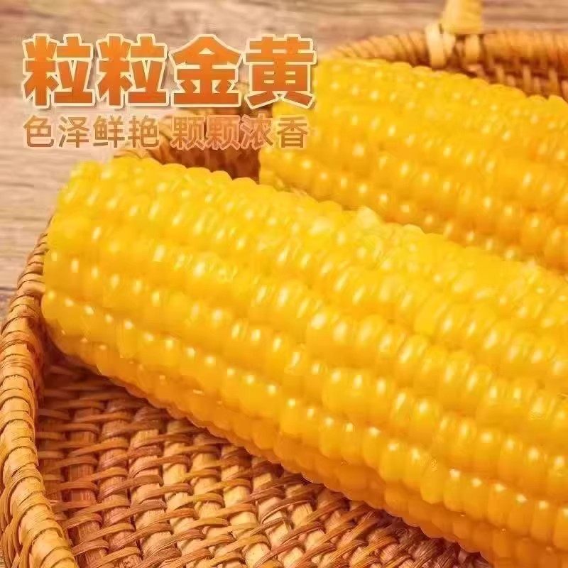 2025头茬黄糯玉米棒玉米粒香甜糯东北可拉丝真空包装代餐粗粮软糯