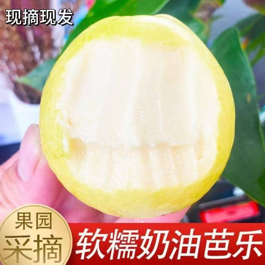 广东奶油白心芭乐番石榴当季水果红心新鲜热带当季5斤装软糯软心,淘宝优惠券,粉丝福利购,淘宝优惠卷