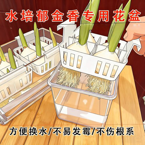 郁金香种球水培花卉定植篮室内花植物四季种子土水养好活盆栽花苗 - 图2