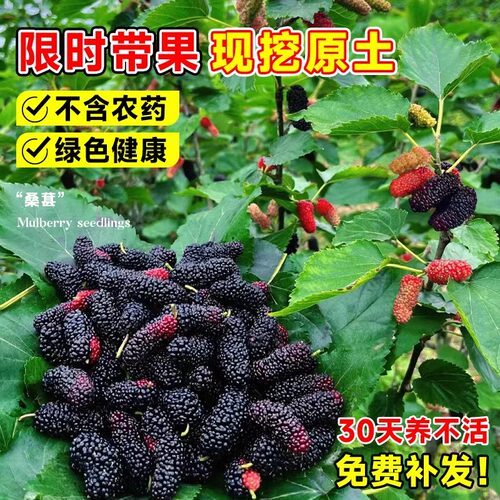 桑葚树苗嫁接无籽大十果桑苗当年结果南北方种植台湾四季长果盆栽 - 图2