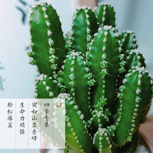 万重山盆栽仙人掌多肉植物仙人球好养室内办公室绿植四季新款陶瓷 - 图2