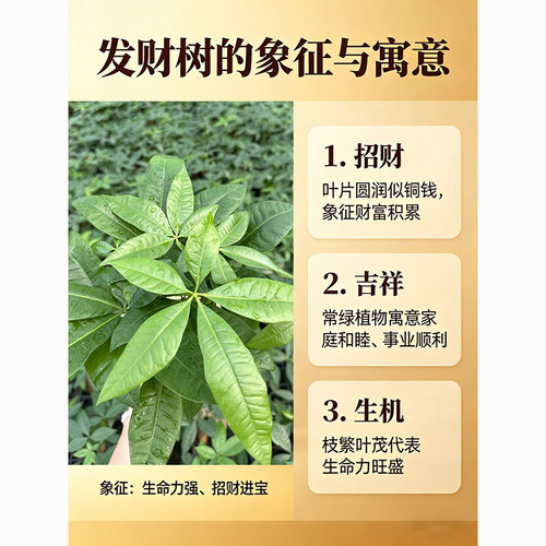发财树水培植物室内盆栽办公室客厅花卉绿植四季好养老桩桌面盆景 - 图3