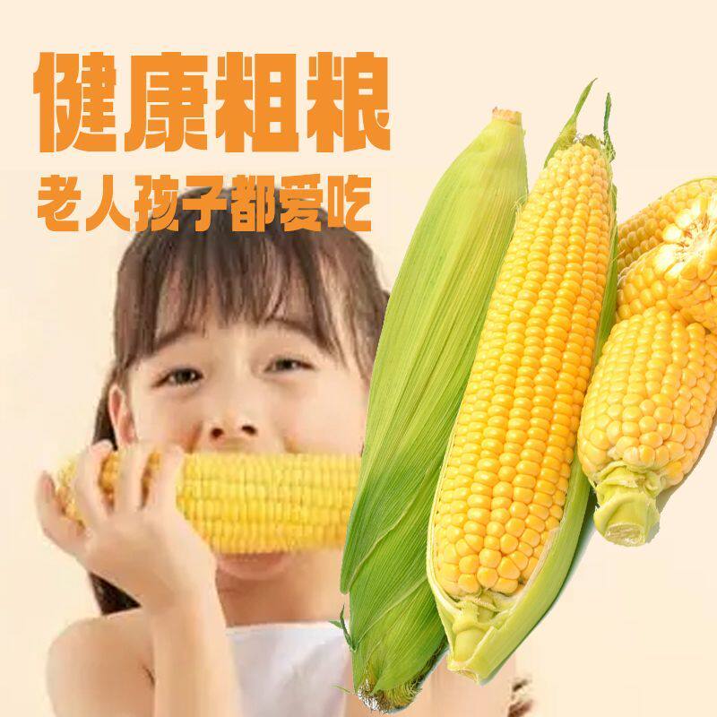 正宗东北新鲜黄糯玉米软糯拉丝真空包装寒地黑土一季真空装香甜