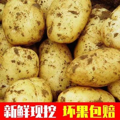 【一降到底】批发价新土豆