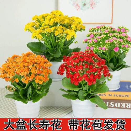 新品长寿花盆栽带花苞重瓣大花苗阳台花卉绿植物室内好养四季开花 - 图0